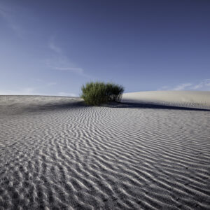 Ripples in the sand leading lines to the Rabbitbrush