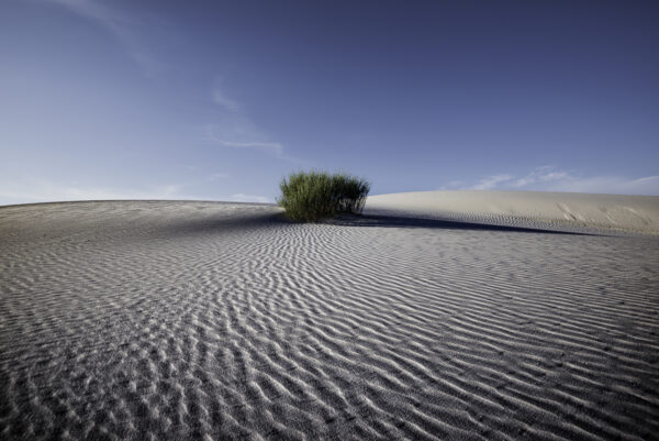 Ripples in the sand leading lines to the Rabbitbrush