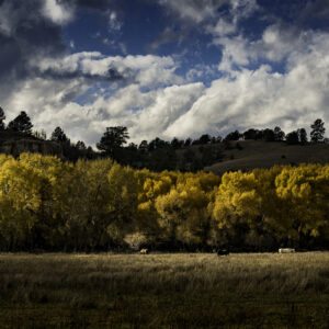 Autumn Cottonwoods and horses on a windy fall day