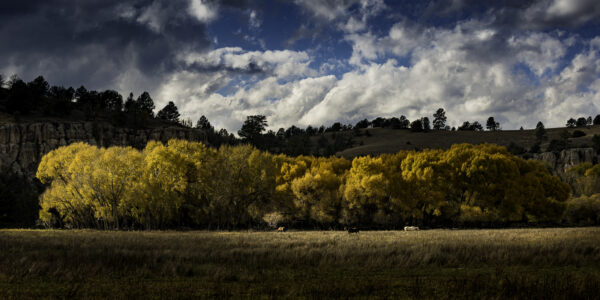 Autumn Cottonwoods and horses on a windy fall day