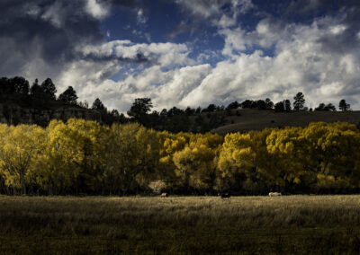 Autumn Cottonwoods and horses on a windy fall day