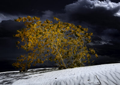 Small fall cottonwood somehow surviving in the dunes at White Sands NP