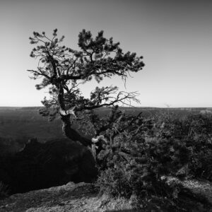 Lone cedar perched on the edge of life on the edge of the Grand Canyon