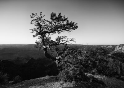 Lone cedar perched on the edge of life on the edge of the Grand Canyon