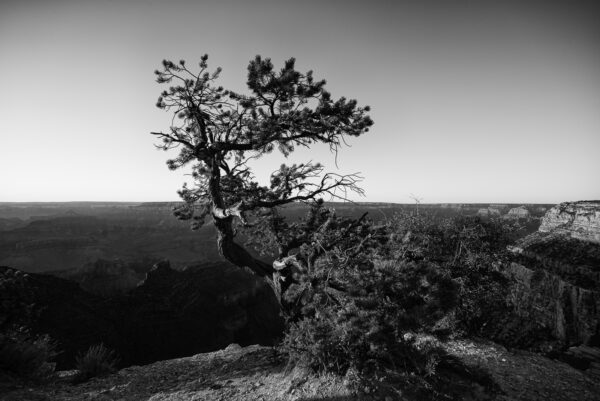 Lone cedar perched on the edge of life on the edge of the Grand Canyon