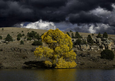 Lone cottonwood in full autumn glory