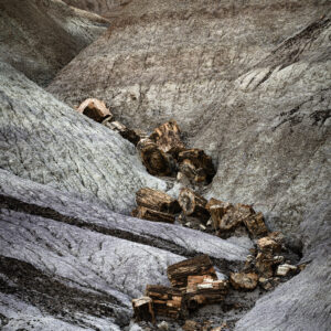 Line of petrified logs resting in a small canyon of bentonite hills