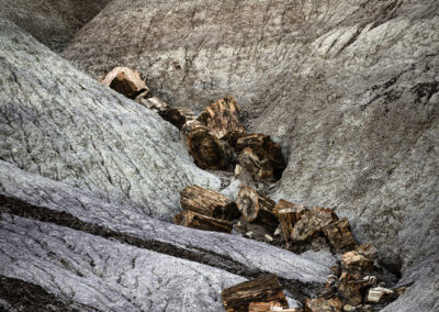 Line of petrified logs resting in a small canyon of bentonite hills