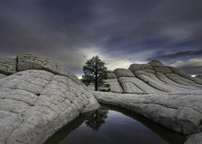 Ponderosa stands alone amongst the cerebral white rock formation within view of this small reflecting pool