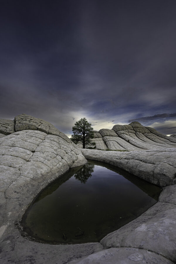 Ponderosa stands alone amongst the cerebral white rock formation within view of this small reflecting pool