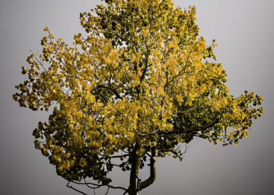 Small Aspen standing in the fog