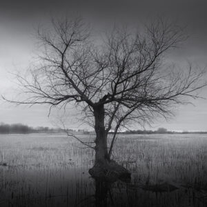 Lone tree in the northern section of the Horicon Marsh