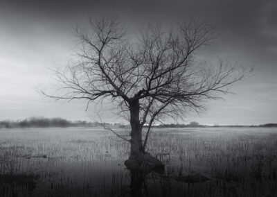 Lone tree in the northern section of the Horicon Marsh