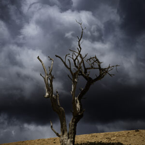 Dead Bristlecone Pine on a secret trail with building storm clouds in Bryce Canyon NP