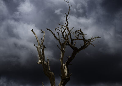 Dead Bristlecone Pine on a secret trail with building storm clouds in Bryce Canyon NP