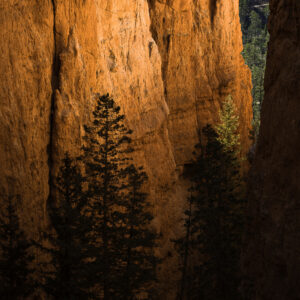 Canyon glow during sunrise at Bryce Canyon NP