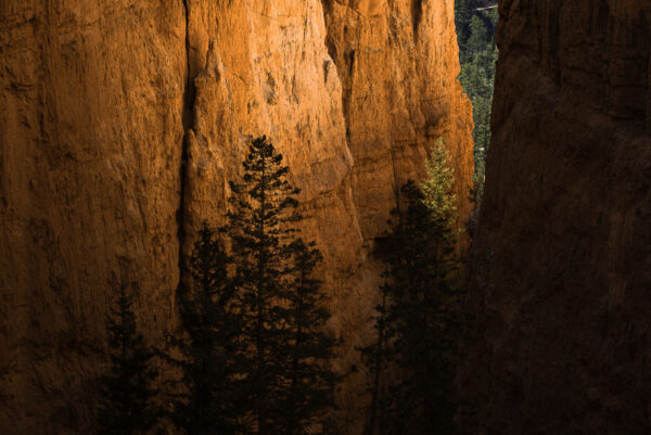 Canyon glow during sunrise at Bryce Canyon NP