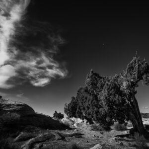 Leaning cedar just outside Capital Reef NP