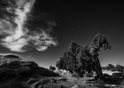 Leaning cedar just outside Capital Reef NP