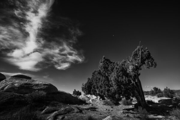 Leaning cedar just outside Capital Reef NP