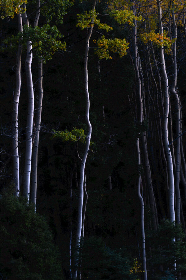 Aspens glowing during blue hour in the Santa Fe NF