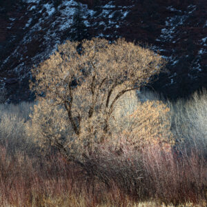 Bare winter Cottonwood tree and small shrubs near Durango CO