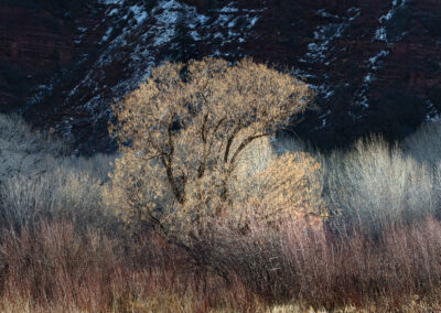 Bare winter Cottonwood tree and small shrubs near Durango CO