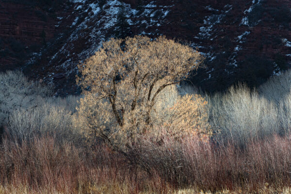 Bare winter Cottonwood tree and small shrubs near Durango CO