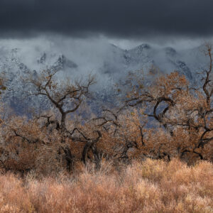 Late fall scene amongst the Cottonwoods along the Bosque with fresh snow on the Sandias