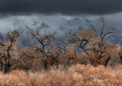 Late fall scene amongst the Cottonwoods along the Bosque with fresh snow on the Sandias