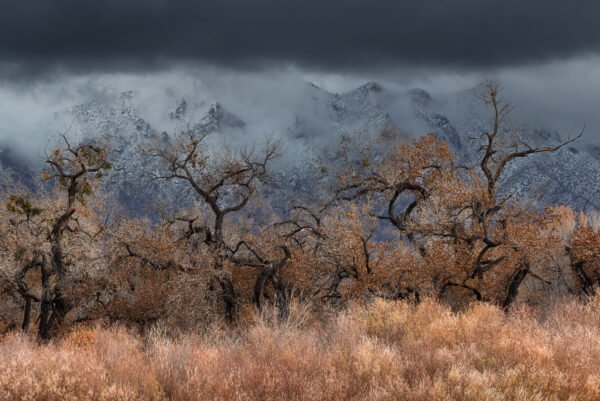 Late fall scene amongst the Cottonwoods along the Bosque with fresh snow on the Sandias