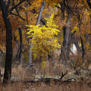 Late Autumn scene amongst the Cottonwoods in the Bosque