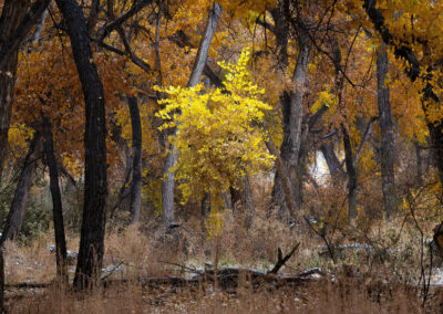 Late Autumn scene amongst the Cottonwoods in the Bosque