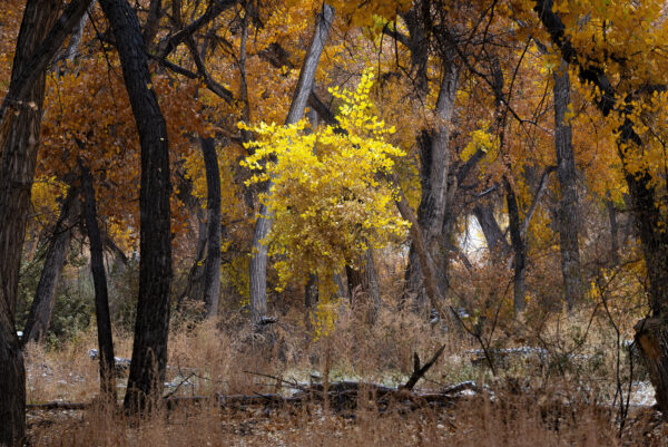 Late Autumn scene amongst the Cottonwoods in the Bosque