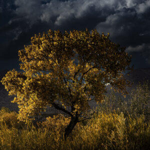 Late afternoon golden hour light lighting up a beautiful Cottonwood from the side at Bosque Del Apache