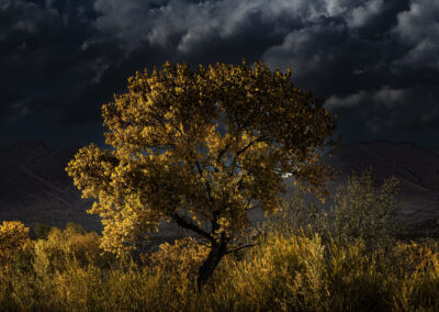 Late afternoon golden hour light lighting up a beautiful Cottonwood from the side at Bosque Del Apache