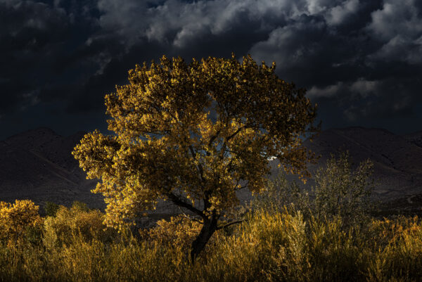 Late afternoon golden hour light lighting up a beautiful Cottonwood from the side at Bosque Del Apache