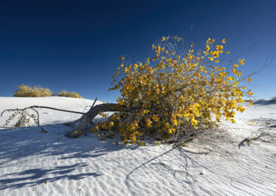 Blown over Cottonwood amongst the dunes at White Sands NP