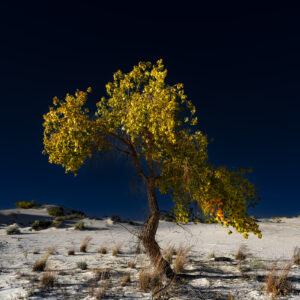 Lone Cottonwood hiding in the dunes at White Sands NP