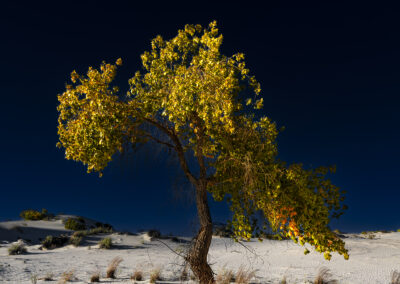 Lone Cottonwood hiding in the dunes at White Sands NP