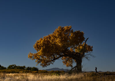 Broken Cottonwood at Bosque Del Apache