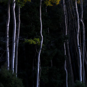 Glowing Aspens & Dark Woods - Blue Hour