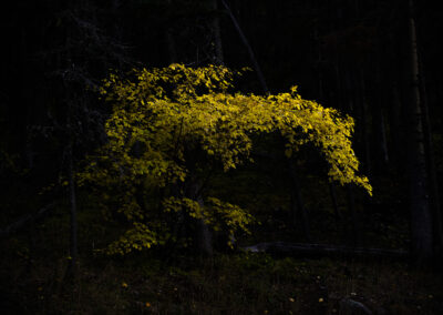 Lone yellow tree in the Santa Fe NF at blue hour