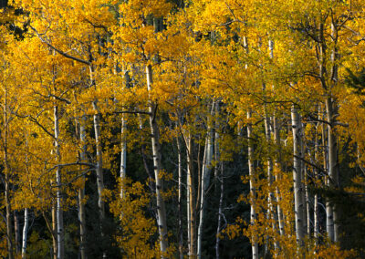 Golden hour Aspens in the Santa Fe NF