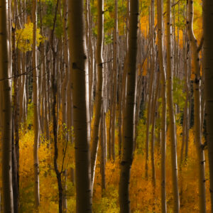 Grove of Aspens in the Santa Fe NF