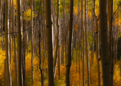 Grove of Aspens in the Santa Fe NF