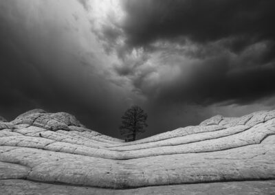 The Lone Ponderosa at White Pocket