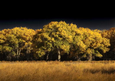 Fall in Bosque Del Apache