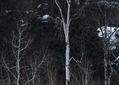 Dispersed stand of Aspens in the San Juan Mountains north of Durango CO just a new snow storm starts