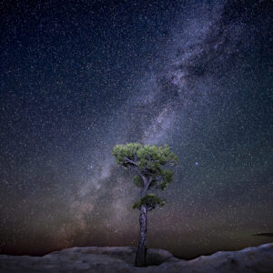 Ponderosa Pine under the glow of the Milky Way